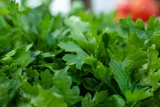 Macro stock photo of bright green parsley bundle in daylight. Top of fresh aromatic parsley leaves.