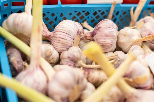 A lot of white garlic lies in a square blue basket. Garlic is sold on the market.