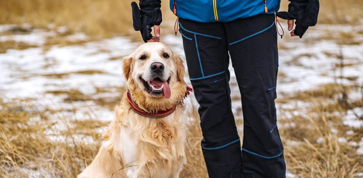 Golden retriever dog walking with owner in the winter field