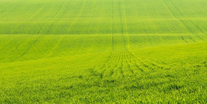 Beautiful field with green grass in sunny day. Idyllic view on plowed meadow