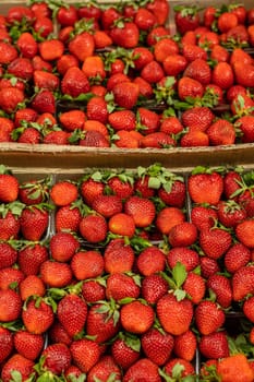 Many fresh organic strawberries sorted in plastic containers for sale at local market. Top view.