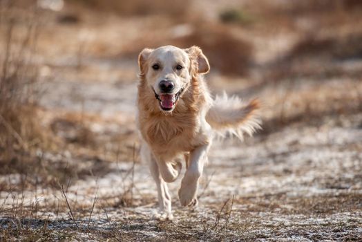 Portrait of adorable golden retriever dog during running moment in the field with dry yellow grass outdoors. Cute purebred doggy labrador at the nature in early spring time