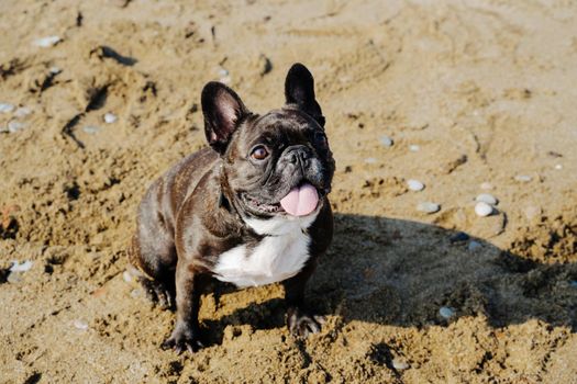 A purebred dog on a sandy beach. A French bulldog sits on the sand with its tongue sticking out. Black dog with white breast.