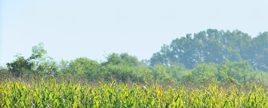 countrysice nature landscape with blue sky and green meadow