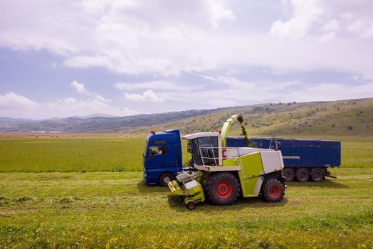 harvest time - combine machine loading harvested grain into the bunker of the truck