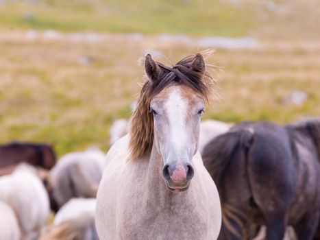 portrait of beautiful wild horses with long mane while graze in the meadow