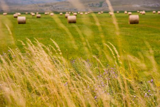 Rolls of hay in a wide field
