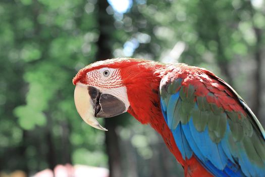 close up. red macaw parrot on blurred background.