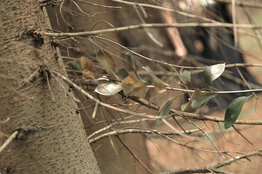 close up. olive branch on the trunk of a coniferous tree.