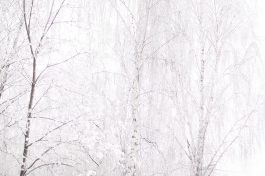 winter.brown bare tree trunk with lots of curly beautiful long branches covered with frost