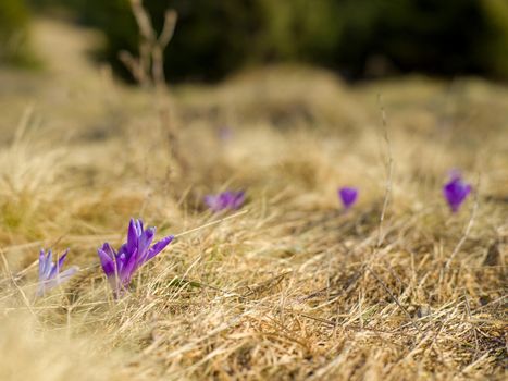 crocus purple flower first sign of spring