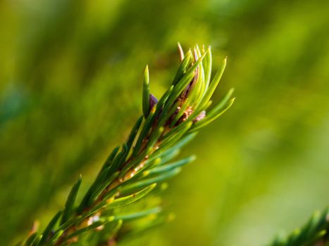 green  forest background prickly branches of a fur tree or pine tree