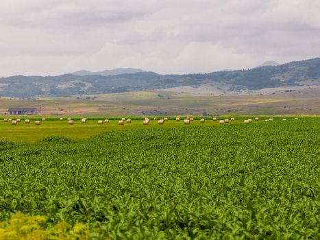 Rolls of hay in a wide field