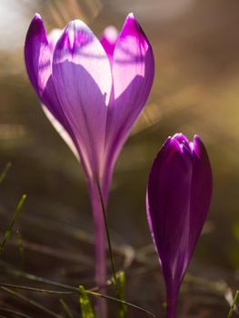 crocus purple flower first sign of spring