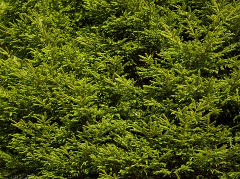 green  forest background prickly branches of a fur tree or pine tree