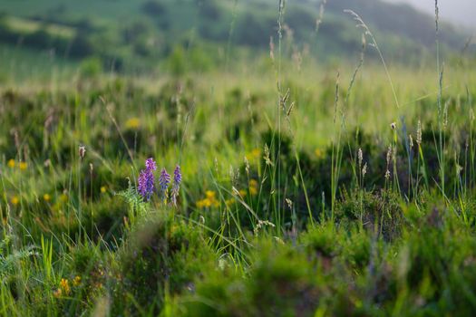 landscape of  summer nature in sunset in mountains and hills on countryside abstract lines and curves background