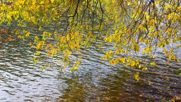 Bright yellow leaves on the branches above the water on a sunny autumn day. Autumn background