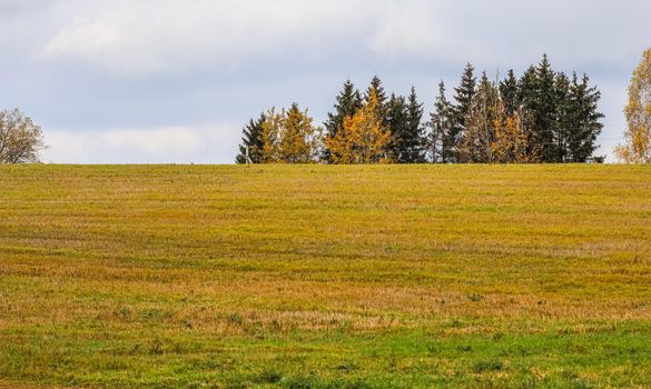 Autumn forest, field and road. Bright yellow leaves of trees. Natural background