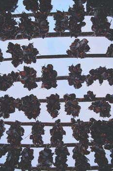 Air drying of Salmon fish on wooden structure for Traditional food preservation at Winter in Lofoten Islands, Norway Scandinavia