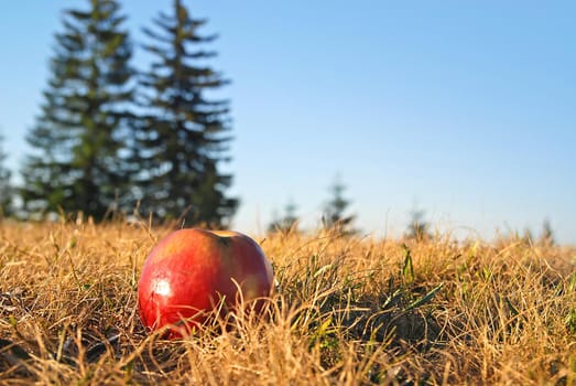 apple in nature