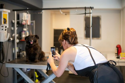 professional pet hairdresser hipster woman with tattoos using a mobile phone while taking pictures of cute black dog in beauty salon for animals