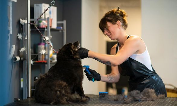 professional pet hairdresser hipster woman with tattoos cutting fur of cute black dog in beauty salon for animals