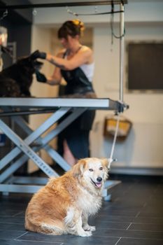 professional pet hairdresser hipster woman with tattoos cutting fur of cute black dog in beauty salon for animals