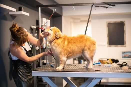 professional pet hairdresser hipster woman with tattoos cutting fur of cute yellow dog in beauty salon for animals
