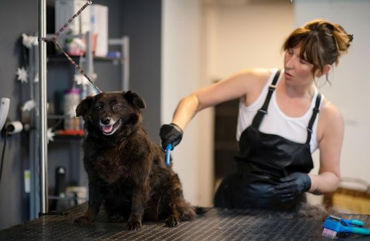 professional pet hairdresser hipster woman with tattoos cutting fur of cute black dog in beauty salon for animals