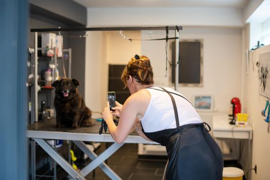 professional pet hairdresser hipster woman with tattoos using a mobile phone while taking pictures of cute black dog in beauty salon for animals