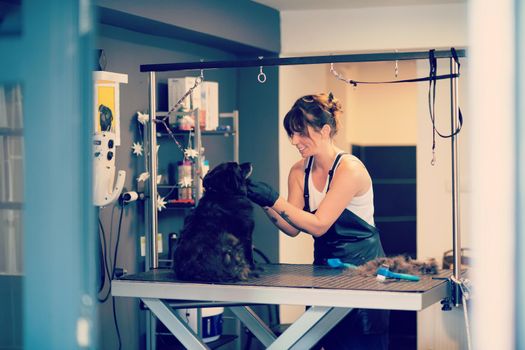 professional pet hairdresser hipster woman with tattoos cutting fur of cute black dog in beauty salon for animals