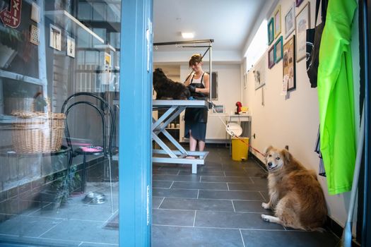 professional pet hairdresser hipster woman with tattoos cutting fur of cute black dog in beauty salon for animals