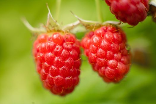 Picture of raspberry berries ripened on a branch in the forest. a few pink berries hang on a branch with blur background