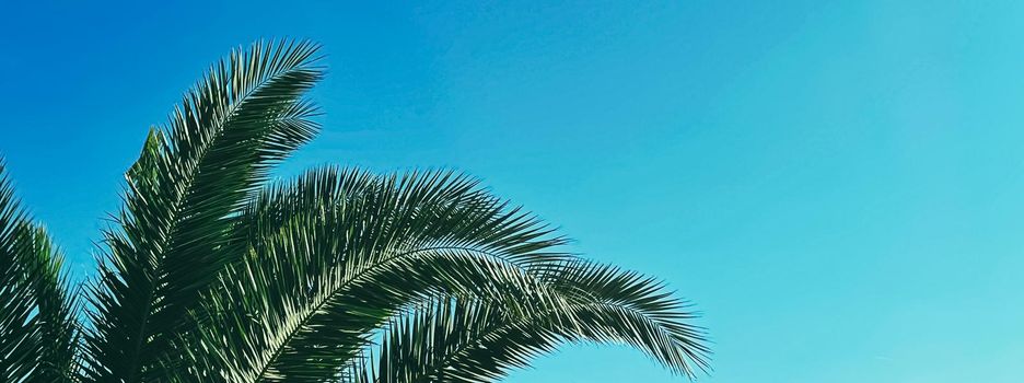 Summer holiday and tropical nature concept. Palm tree and blue sky in summertime.