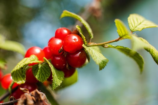 Close up of ripe cherries hanging from a cherry tree branch in the garden under the rays of the sun