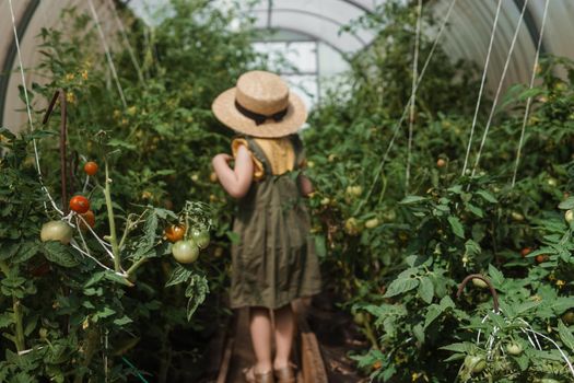 A little girl in a straw hat is picking tomatoes in a greenhouse. Harvest concept.