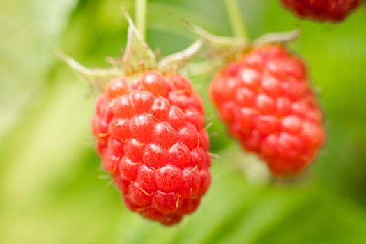 Picture of raspberry berries ripened on a branch in the forest. a few pink berries hang on a branch with blur background