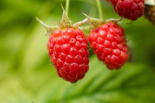 Picture of raspberry berries ripened on a branch in the forest. a few pink berries hang on a branch with blur background