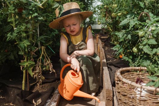 A little girl in a straw hat is picking tomatoes in a greenhouse. Harvest concept. Watering plants with water, caring for tomatoes.