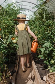 A little girl in a straw hat is picking tomatoes in a greenhouse. Harvest concept. Watering plants with water, caring for tomatoes.