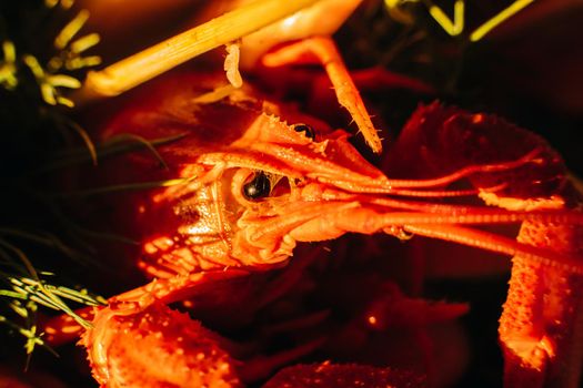Macro stock photo of a boiled crayfish or clawfish in artificial light. Prepared lobster in close-up.