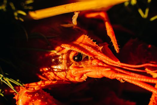 Macro shot of one fresh large boiled red crayfish lying near dill. Food concept