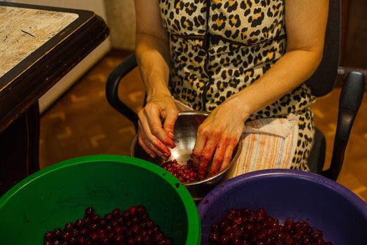 Cropped stock photo of an anonymous woman pitting cherries in different bowls after harvesting. Pitted cherries in blue bowl. Green basin is for whole cherries.