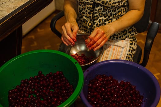 Woman cleans cherries from seeds before cooking jam or juice