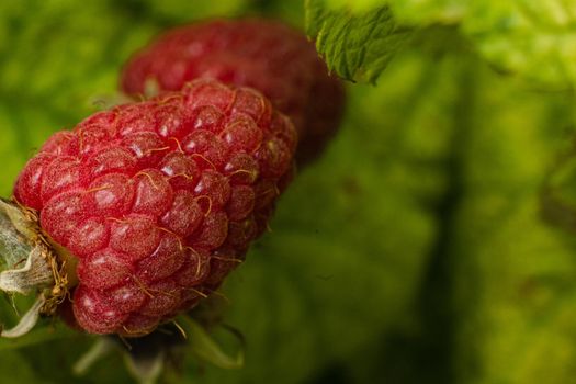 Picture of raspberry berries ripened on a branch in the forest. a few pink berries hang on a branch with blur background