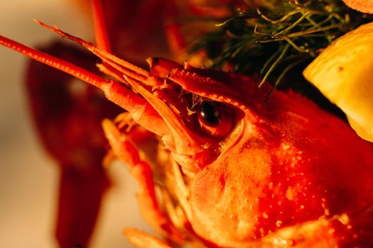 Macro stock photo of a boiled crayfish or clawfish in artificial light. Prepared lobster in close-up.