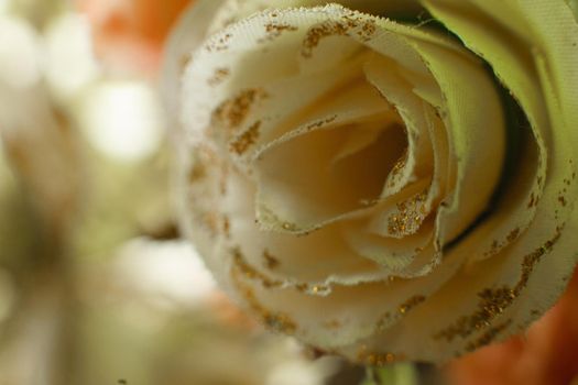 Picture of a rose for decoration or bouquet, postcard or background