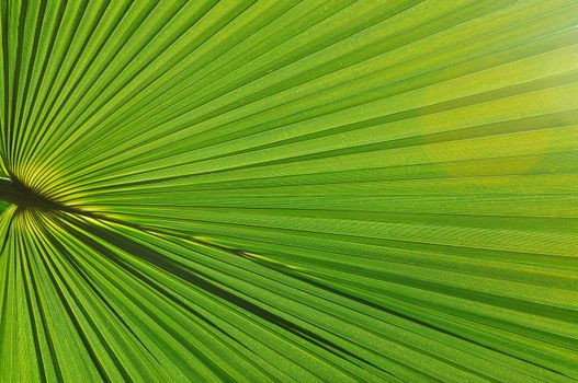 green fresh leaf of  palm background closeup 