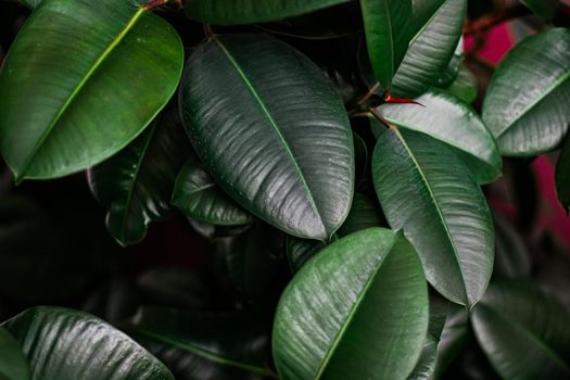 Tropical leaves as nature and environmental background, botanical garden and floral backdrop, plant growth and landscape design.