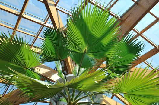 modern home roof wood roof construction with many windows blue sky and green palm leafs